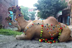 Bactrian Camel in natural habitat