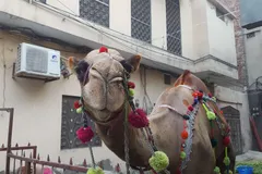 Bactrian Camel in natural habitat