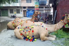 Bactrian Camel in natural habitat