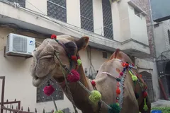 Bactrian Camel in natural habitat