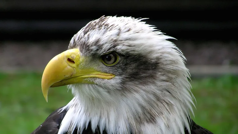 Bald Eagle in natural habitat
