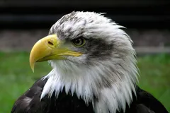 Bald Eagle in natural habitat
