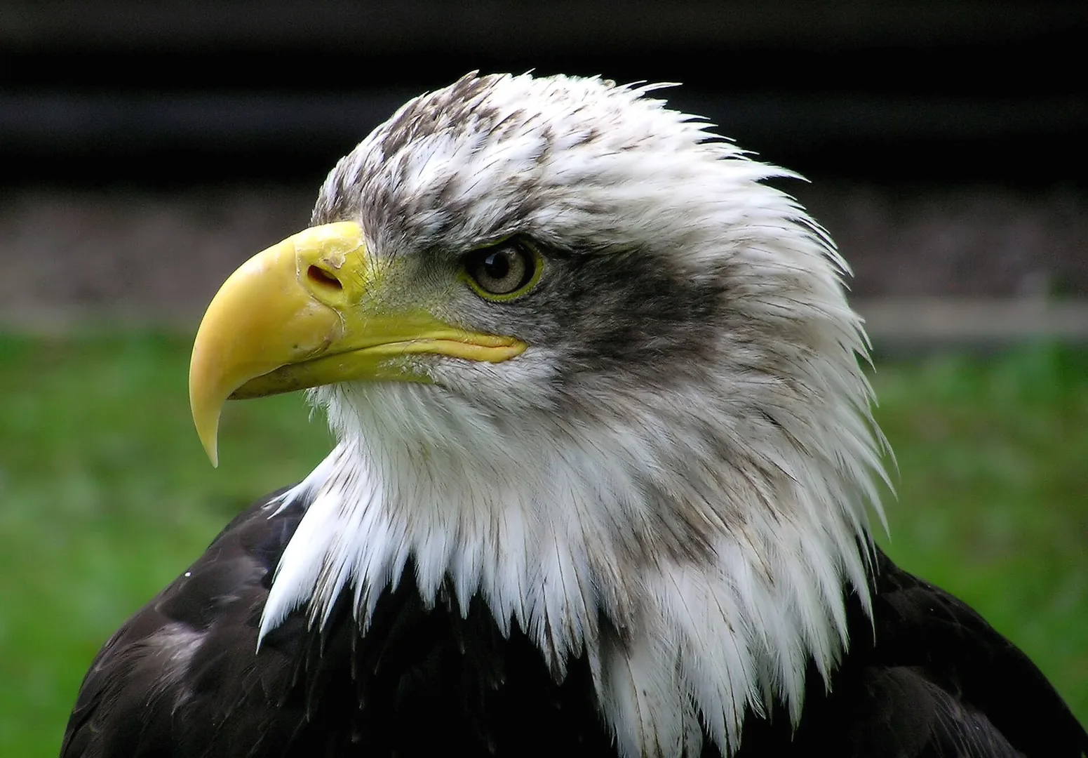 Bald Eagle in natural habitat