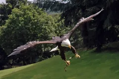Bald Eagle in natural habitat