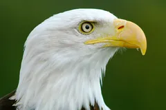 Bald Eagle in natural habitat