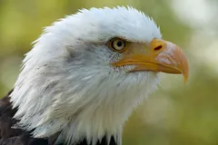 Bald Eagle in natural habitat