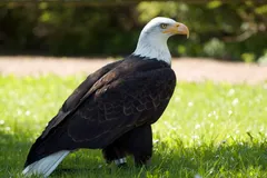 Bald Eagle in natural habitat
