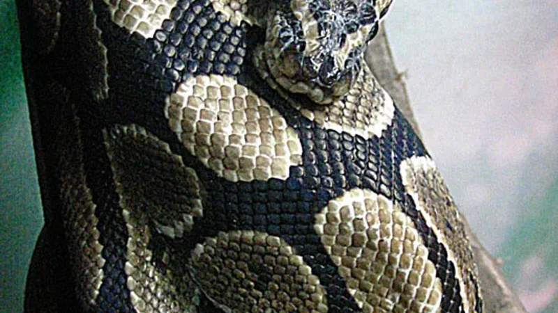 Ball Python domestic pet