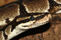 Ball Python