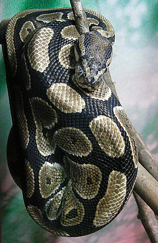Ball Python domestic pet