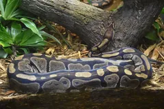 Ball python resting on a log with green foliage nearby