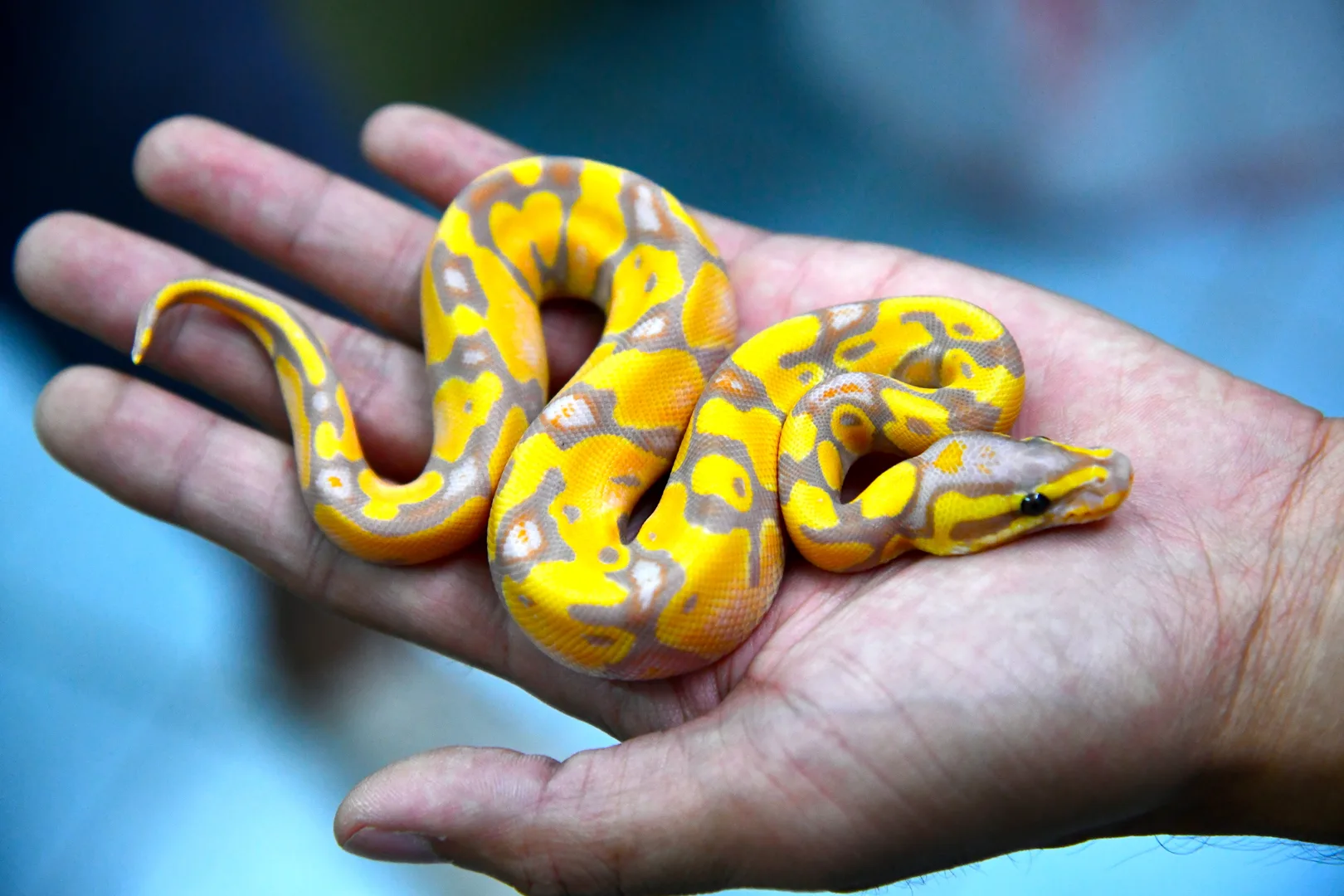 Ball Python domestic pet