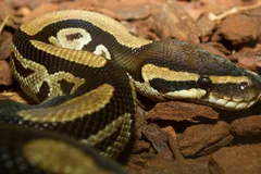 Ball python coiled on bark mulch, dark and tan blotched pattern visible