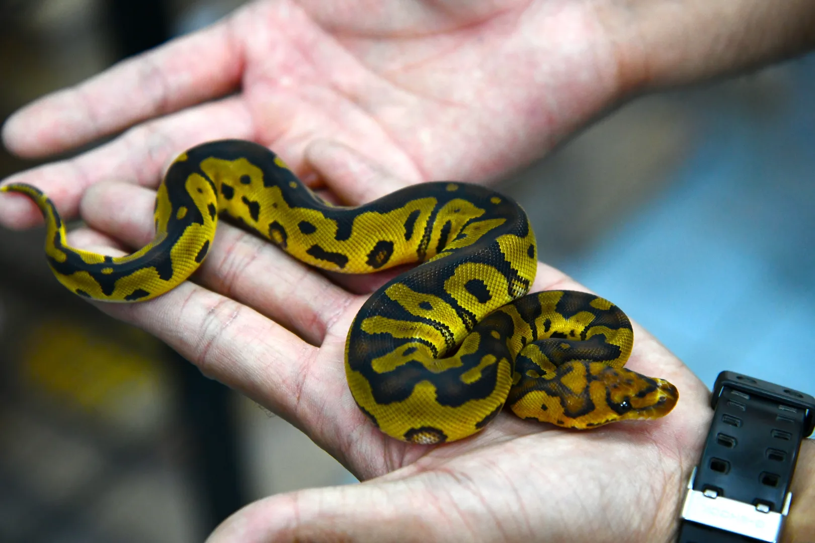 Ball Python domestic pet
