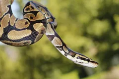Ball python hanging from a branch with head extended, green backdrop