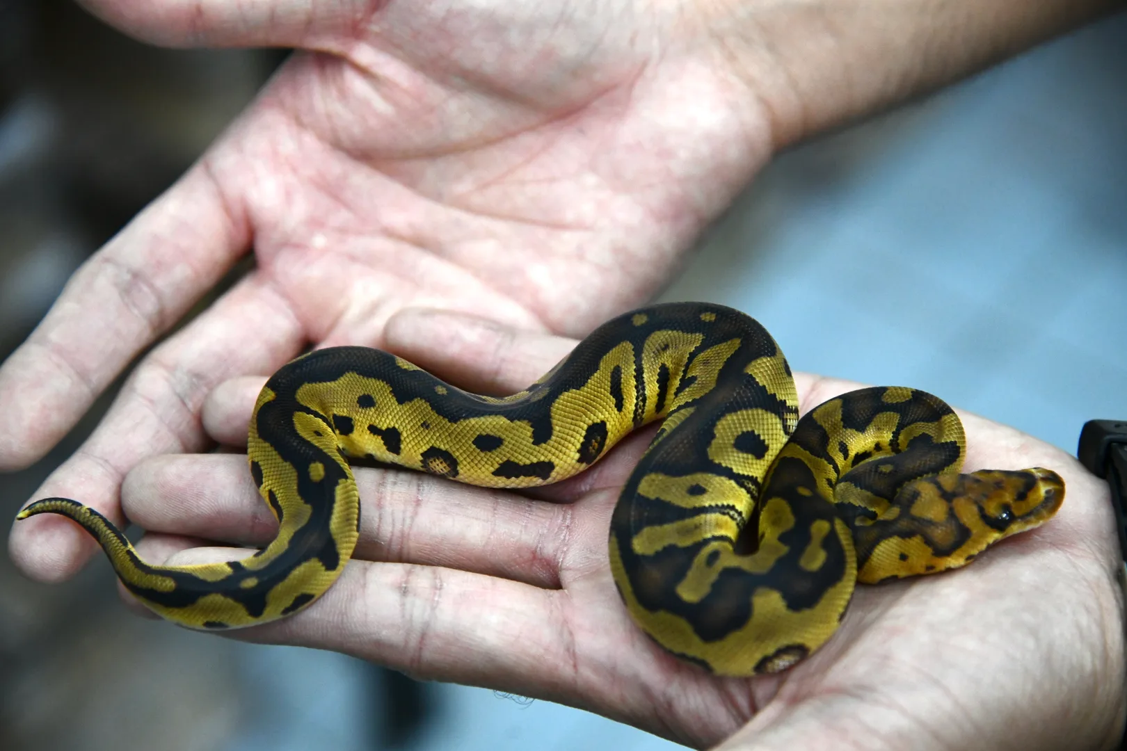 Ball Python domestic pet