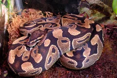 Two ball pythons coiled together on leaf litter and wood