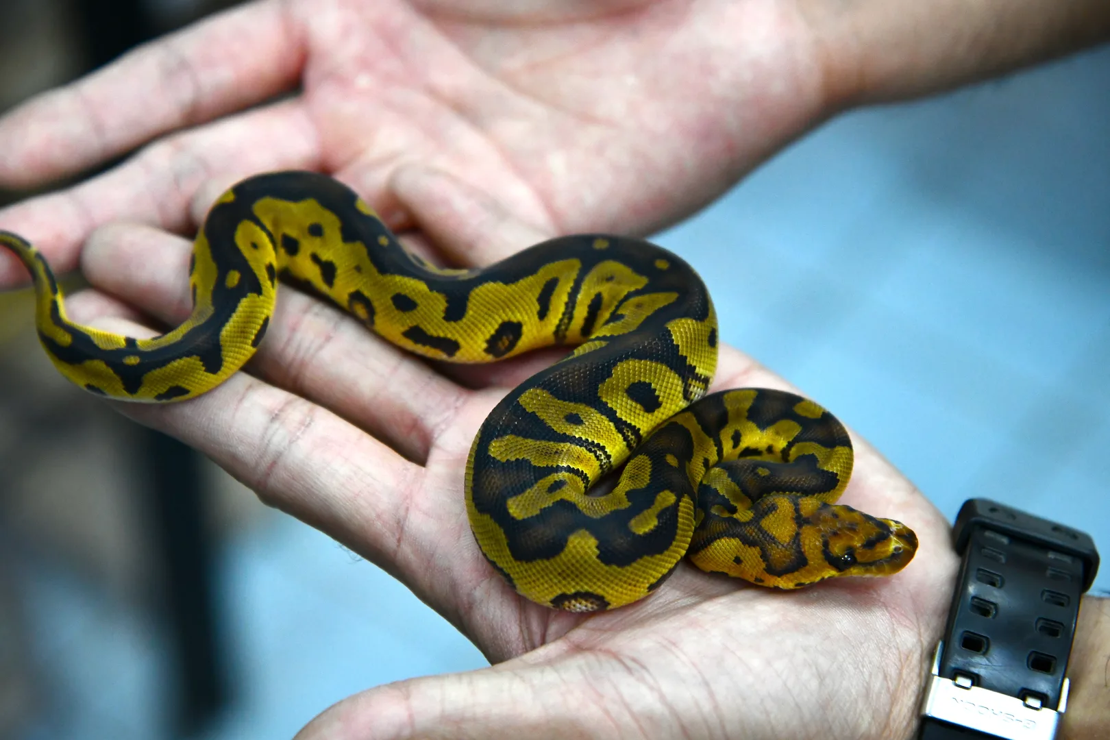 Ball Python domestic pet