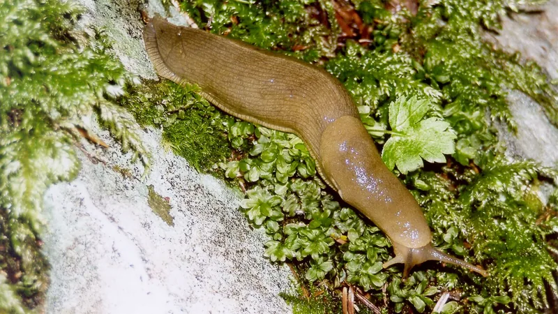 Yellow-brown banana slug crawling across green moss on a pale rock