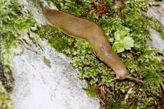 Banana Slug