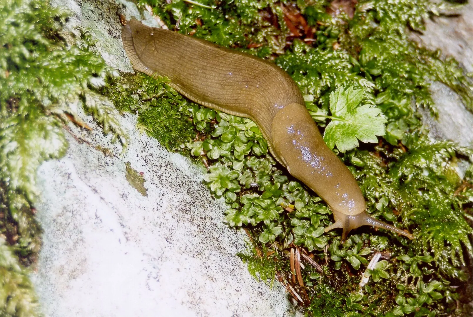 Banana Slug