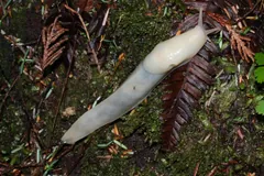 Pale cream banana slug stretched out among dark leaves and fern fronds
