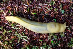 Long yellow banana slug on a forest floor of reddish needles