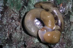 Two banana slugs coiled together while mating on a mossy log