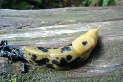 Yellow banana slug with black spots on a weathered wooden log