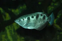 Banded Archerfish