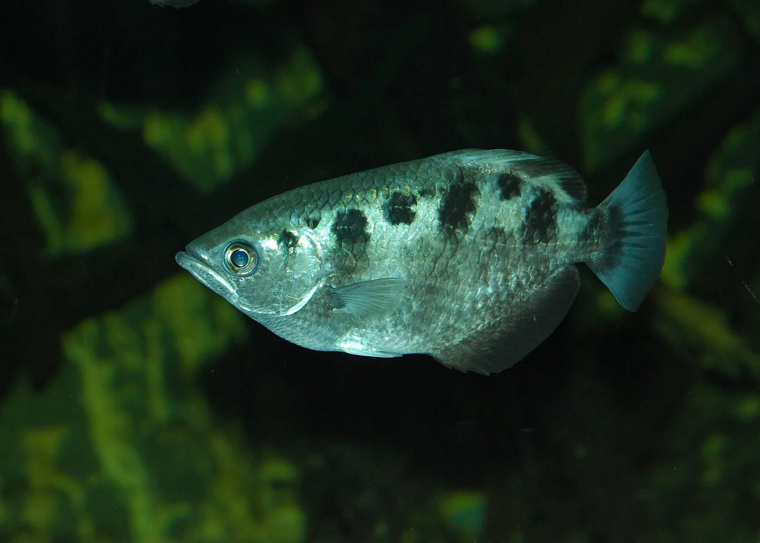 Banded Archerfish