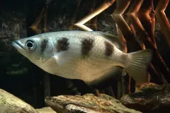 Banded archerfish
