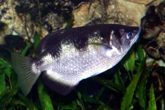 Schützenfisch (Toxotes jaculatrix)