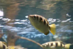 Toxotes jaculatrix in Tropicarium-Oceanarium Budapest