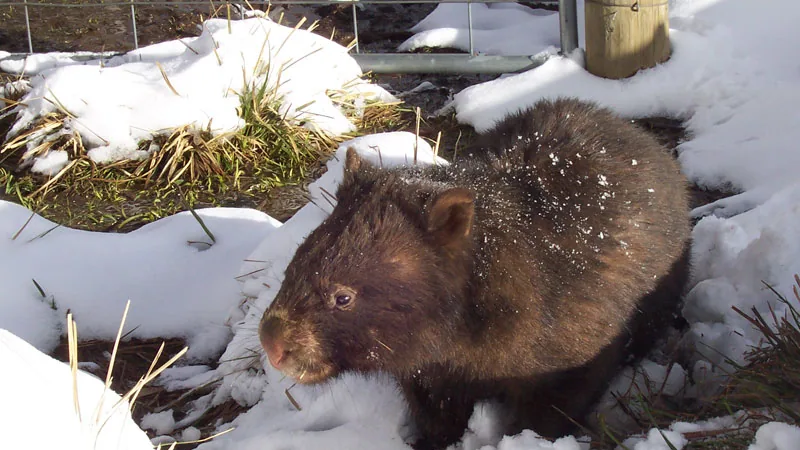 Bare-Nosed Wombat in natural habitat