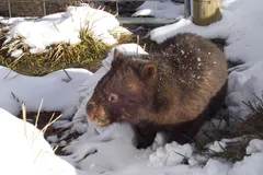 Bare-Nosed Wombat in natural habitat