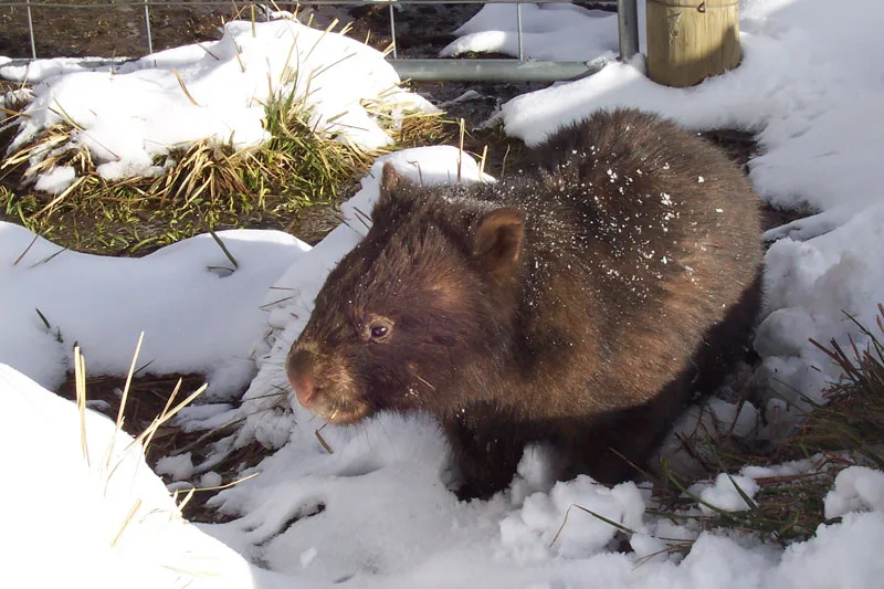Bare-Nosed Wombat in natural habitat