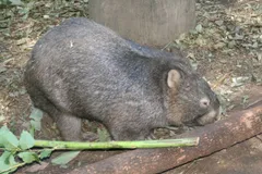 Bare-Nosed Wombat in natural habitat