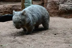 Bare-Nosed Wombat in natural habitat
