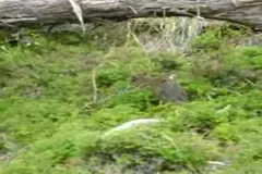 Bare-Nosed Wombat in natural habitat