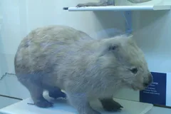 Bare-Nosed Wombat in natural habitat