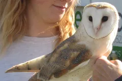 barn owl in natural habitat