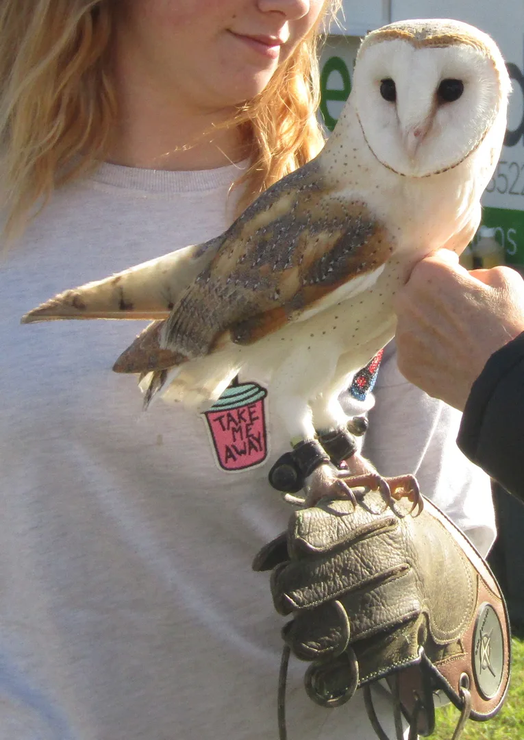 barn owl in natural habitat