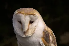 barn owl in natural habitat