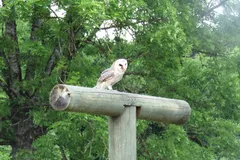barn owl in natural habitat