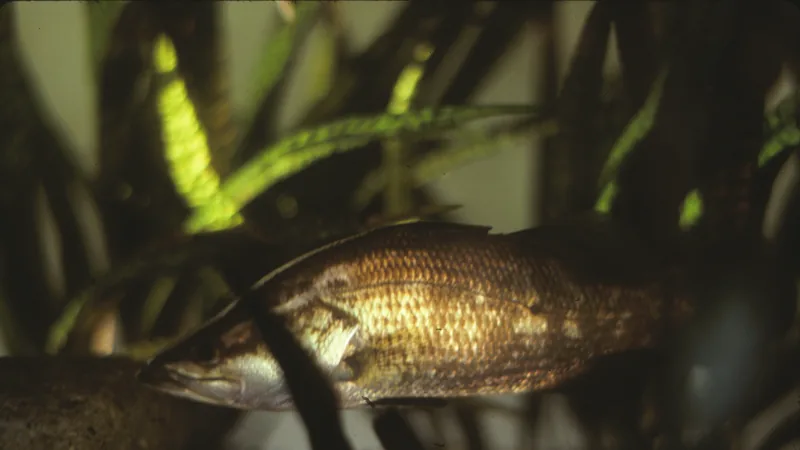 Bronze barramundi gliding through shaded freshwater past submerged branches