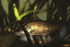 Barramundi