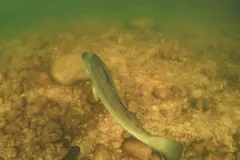 Barramundi swimming low over a pebbly riverbed in green-tinted water