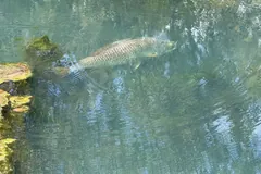 Pale barramundi cruising just under the surface of clear water beside a bank