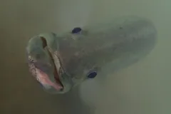 Barramundi rising to the surface of murky water with its wide mouth open